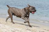CANE CORSO 259